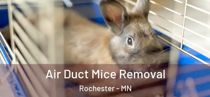 Air Duct Mice Removal Rochester - MN